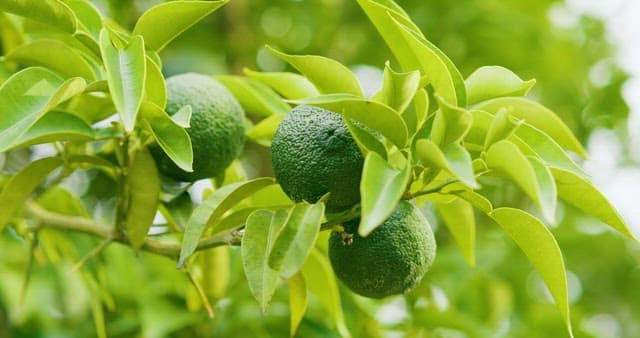 나무 가지에 매달린 녹색 라임