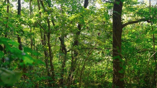 Vibrant forest in the daylight with sunlight filtering through the trees