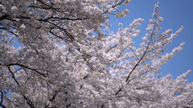 Cherry blossoms in full bloom under a clear sky