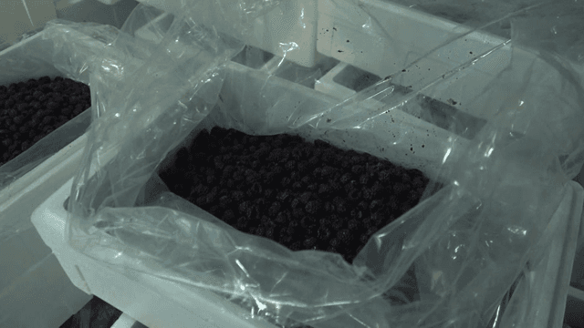 비닐로 덮인 용기에 담긴 베리