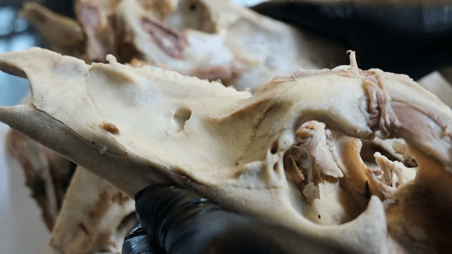 주방에서 준비된 돼지고기 뼈