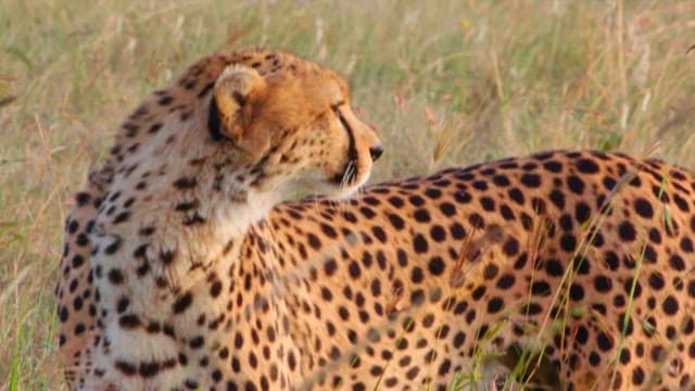 Cheetah's Eyes Scanning the Savanna Grassland