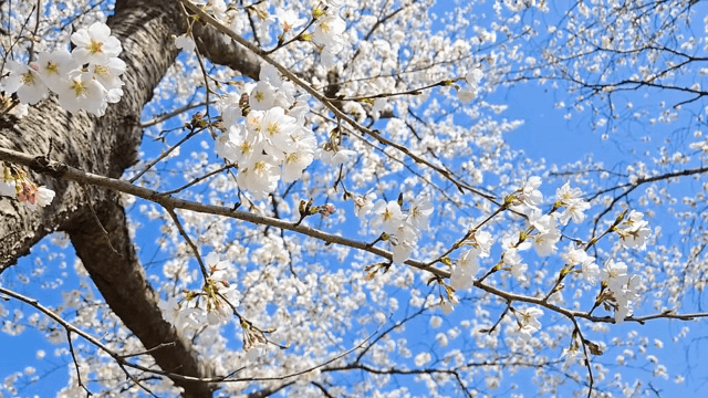 맑은 하늘 아래 피어난 벚꽃
