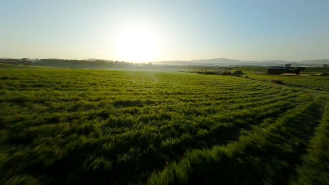 Sunrise Over the Lush Green Fields