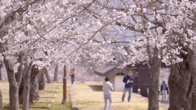 Cherry blossoms in full bloom with people