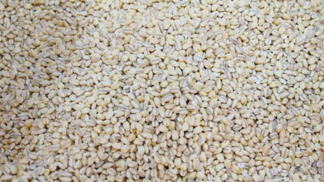 보리 알갱이 더미