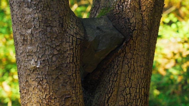 A tree in the forest with a rock wedged between its trunks