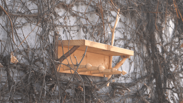 마른 덩굴로 덮인 벽에 놓인 수제 나무 선반