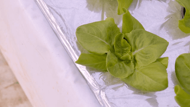 Fresh green lettuce growing in a greenhouse