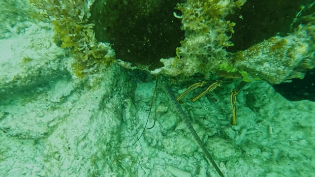 해초와 함께 해저에 있는 바닷가재