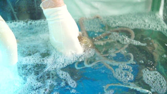 수조에서 신선한 낙지를 들어올리는 모습