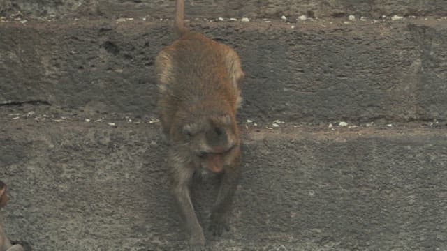 Monkeys Playing on a Stone Structure in Ancient Temple