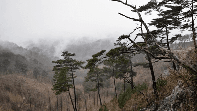 안개 낀 숲과 높은 소나무