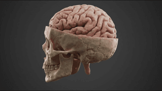 A detailed view of a human skull and brain