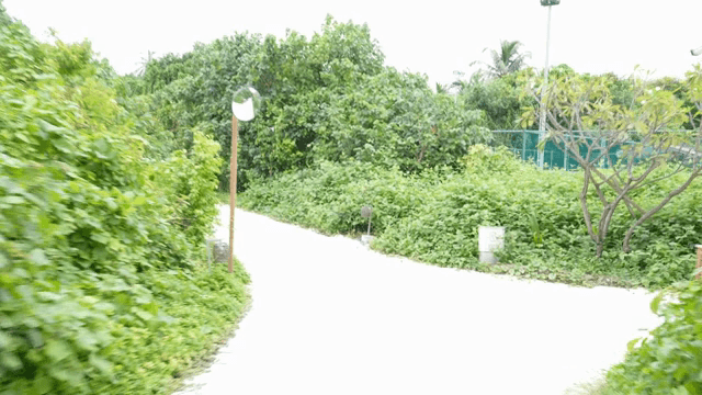 푸른 숲을 가로지르는 모래 길