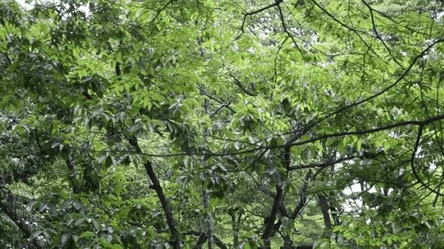 Lush green forest with dense foliage