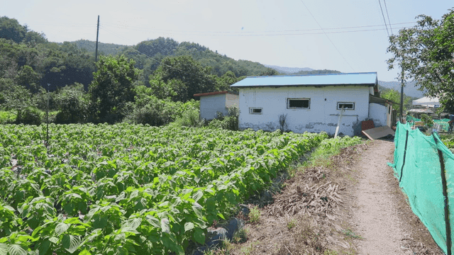 작은 집과 작물이 있는 시골 농장