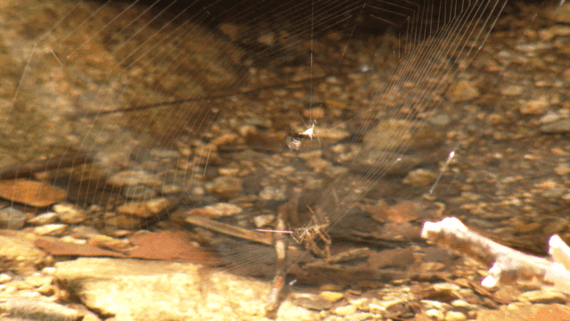 숲 속에서 거미줄을 치는 거미