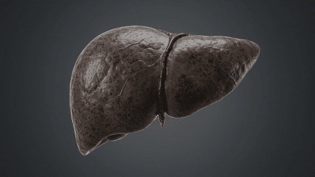 Detailed view of darkening human liver model