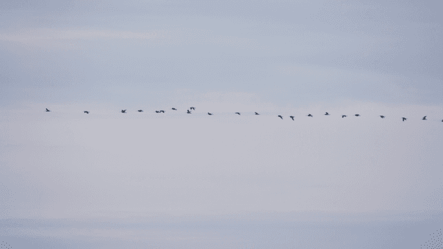 Birds flying in the clear sky