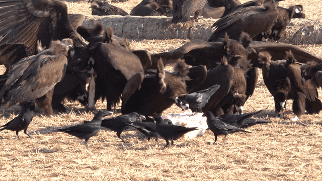 Eagles and crows feeding on carcass