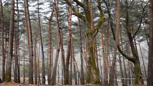 키 큰 소나무가 있는 고요한 숲