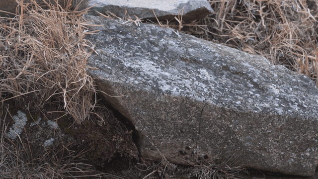 Rocky area with dry grass and moss