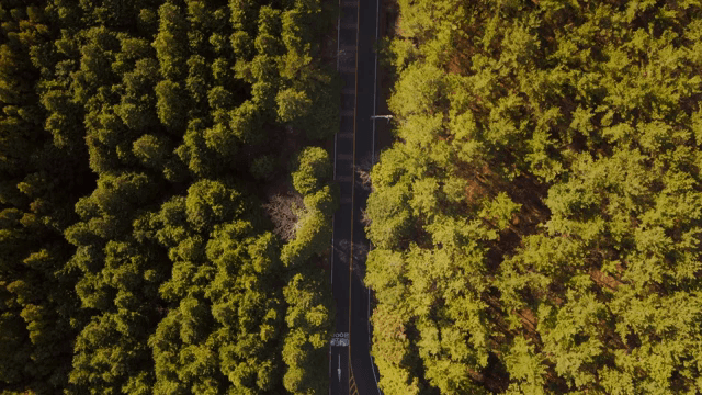 Long road through a dense forest