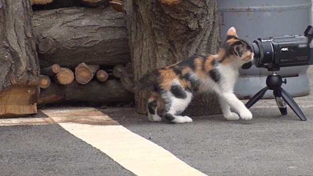 Curious kitten investigating a camera outdoors