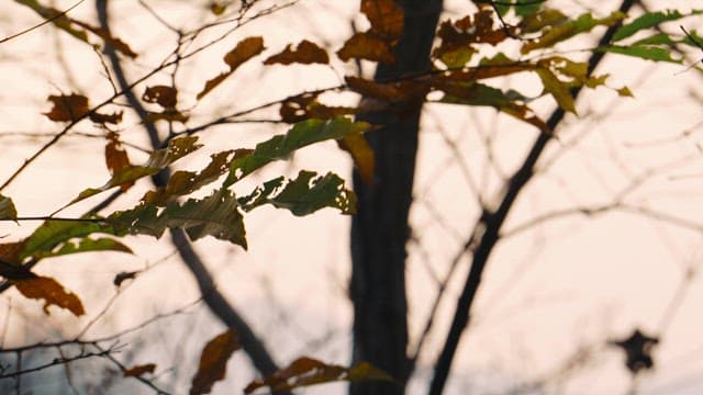 황량한 나뭇잎 사이로 비치는 노을