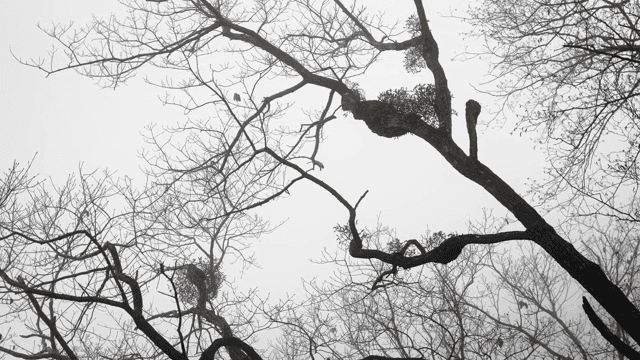 안개 낀 하늘을 배경으로 한 나뭇가지