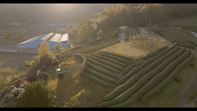 넓은 녹차 농장이 있는 시골