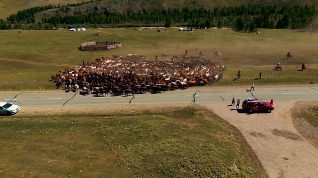 Roundup of Herd of Horses in the Meadow