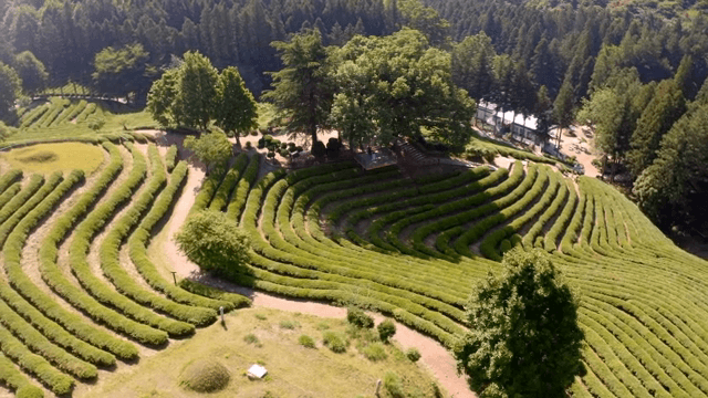 푸른 녹차밭과 나무들