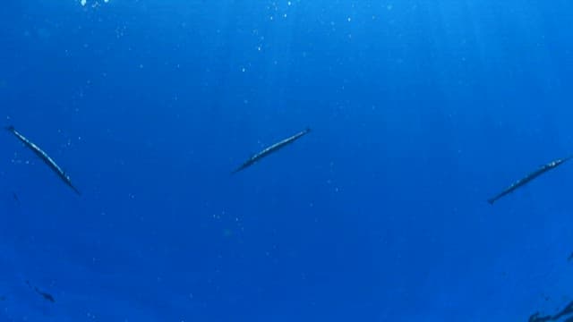 바닷속을 헤엄치는 은빛 물고기