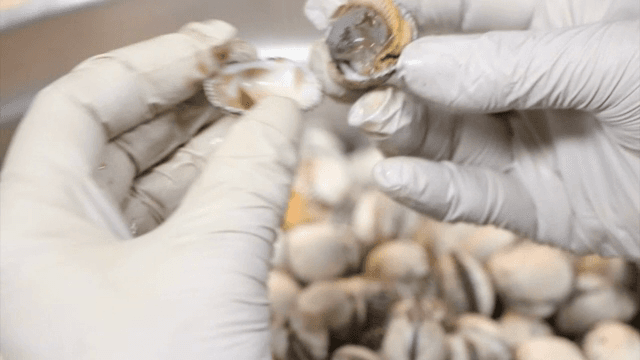 Hands in gloves opening fresh cockle