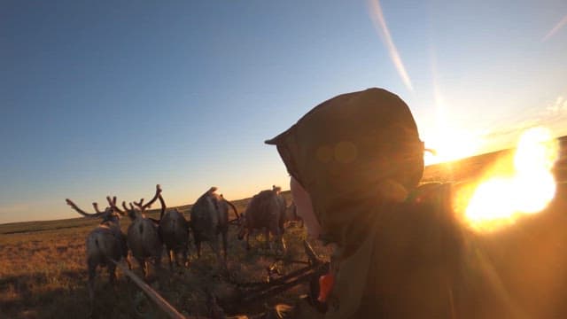 Reindeer Herding in the Sunset