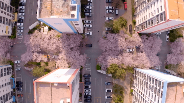 도시 건물 사이의 벚꽃