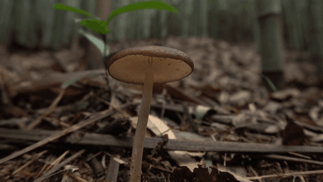 대나무 숲 바닥의 흙과 줄기 위에 자라는 버섯