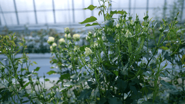 Greenhouse with budding rose plants