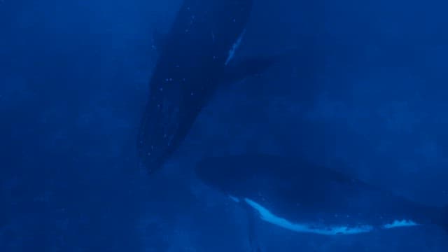 Two humpback whales communicating in the deep sea