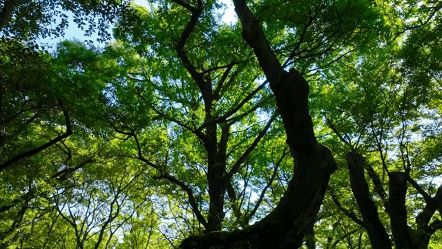 Trees in a green forest bathed in sunlight