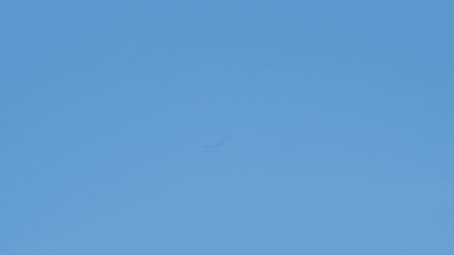 Birds flying in clear sky