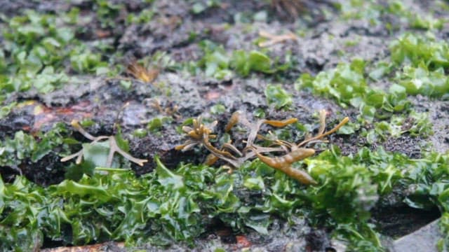 얕은 바다에서 자라는 해초, 뜸부기