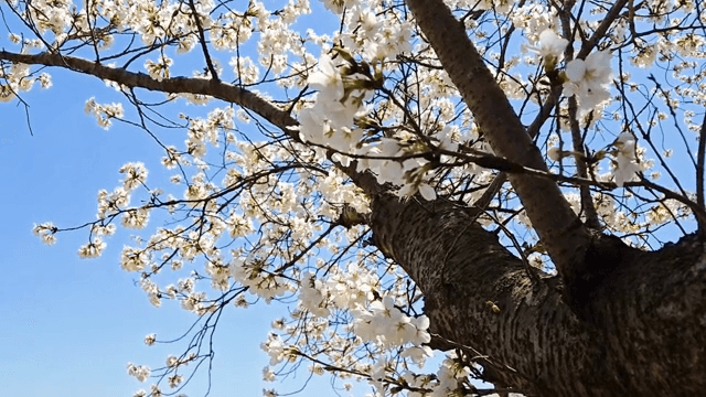 나뭇가지에 핀 벚꽃