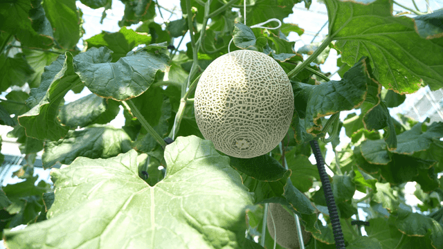 Melon growing in a greenhouse
