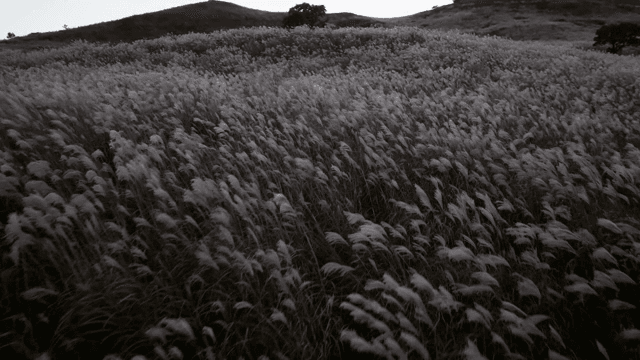 Vast field of silver grass at dusk