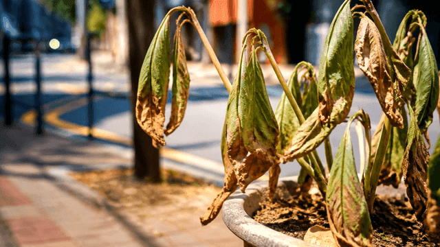 Withered plants in flowerpots on street