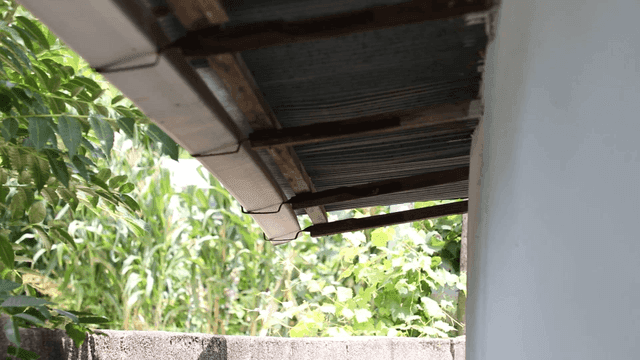 Rustic roof with lush greenery
