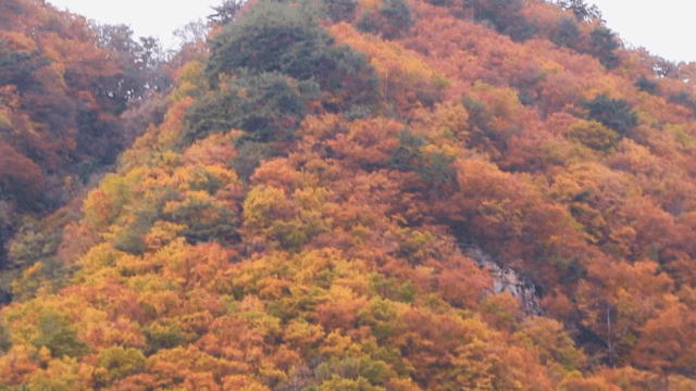 Autumn forest painted in colorful colors